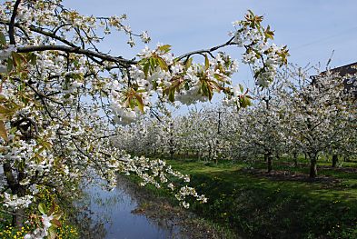 011_15535 - Entwsserungsgraben im Alten Land; auf beiden Seiten stehen die blhenden Bume dicht an dicht.   