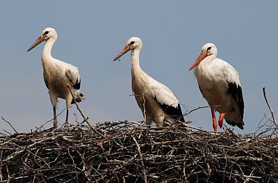 011_15971 - Storchennest in den Hamburger Vier- und Marschlanden - die zwei Jungstrche sind an dem kurzen Schnabel zu erkennen - auch sind die Beine und der Schnabel des Elternteils re. rot gefrbt.