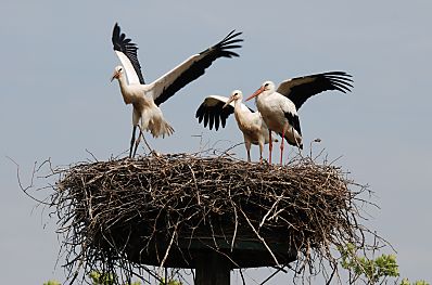 011_15972 - die Jungstrche werden Ende Juli flgge, d. h. sie beginnen zu fliegen. Hier machen sie mit ihren Flgeln Bewegungsbungen. 