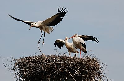 011_15973 - der eine Jungstorch hebt kurzzeitig ab, whrend der andere mit gespreizten Flgeln zusieht. 