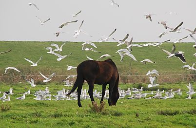 011_15072 - Pferd auf der Weide; ein Schwarm Mwen fliegt auf - im Hintergrund der Deich, der die Insel vor Sturmflut schtzt.