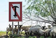 066_4821 Im Mndungsgebiet der Schwinge in die Elbe ist das Ankern fr Schiffe verboten - ein groes rotumrandetes Schild mit einem Anker, der rot durchstrichen ist, weist auf das Ankerverbot hin. Eine Herde Schafe am Ufer der Schwinge sucht im Schatten einer Weide Schutz vor der Sonne. 