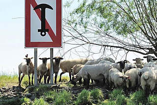 066_4821 Im Mndungsgebiet der Schwinge in die Elbe ist das Ankern fr Schiffe verboten - ein groes rotumrandetes Schild mit einem Anker, der rot durch- strichen ist, weist auf das Ankerverbot hin. Eine Herde Schafe am Ufer der Schwinge sucht im Schatten einer Weide Schutz vor der Sonne. 