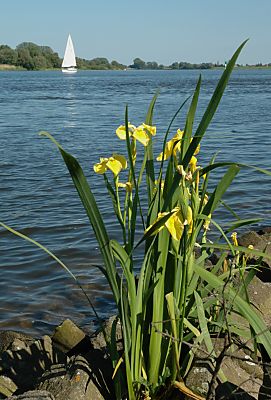 011_14247 - Fotografie: gelbe Wasserlilien an der steinigen Uferbefestigung der Elbe; im Hintergrund ein Segelboot.