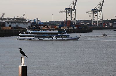 11_15747 - Schiffe der Hamburger Hafenrundfahrt fahren die Hamburg Touristen in der Abendsonne das Hafenbecken des Kuhwerder Hafens - ein Kormoran sonnt sich auf einem Pfeiler. 