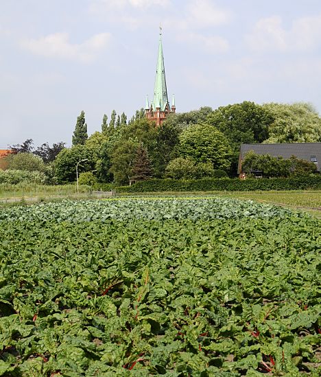 11_17540 der Hamburger Stadtteil Moorfleet liegt am Rande des "Hamburger Gemsegartens" die Vierlande / Marschlande. Hinter dem Felde mit Salat ragt der Kirchturm der St. Niklaikirche zwischen alten und hohen Bumen heraus. 