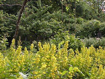 Hamburg Eppendorf Garten Alma de l'Aigle