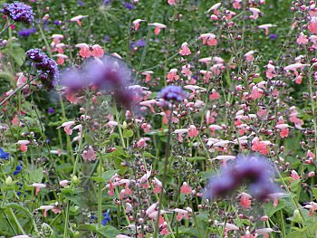 Bilder Hamburg Botanischer Garten Flottbek