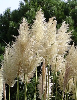 Bilder Hamburg Botanischer Garten Flottbek