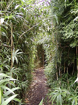 Fotos Hamburg Botanischer Garten Bambus