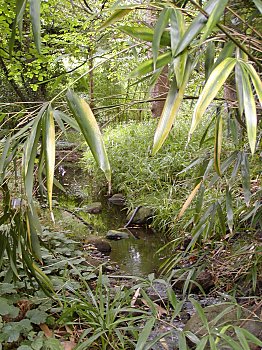 Fotos Hamburg Botanischer Garten Bambus