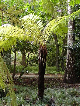 Fotos Hamburg Botanischer Garten