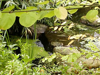 Fotos Hamburg Botanischer Garten