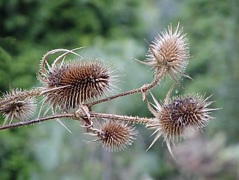 Fotos Hamburg Botanischer Garten