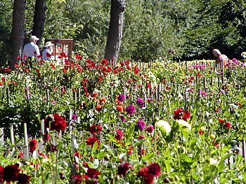 Dahliengarten Hamburg Bahrenfeld