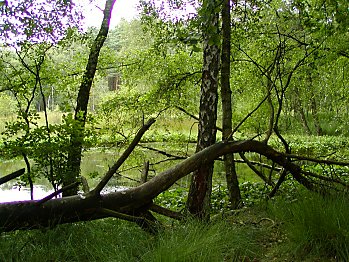 Fotos Hamburg Sehenswrdigkeiten Duvenstedter Brook