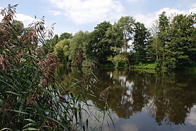 011_15987 - Schilf am Seeufer; auf der gegenberliegenden Seite des Sees spiegeln sich Bume im Wasser.