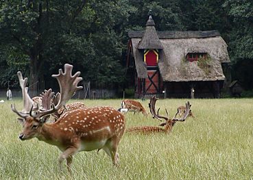 011_14899 - Herde Damwild auf der Wiese im Freigehege im Hirschpark.