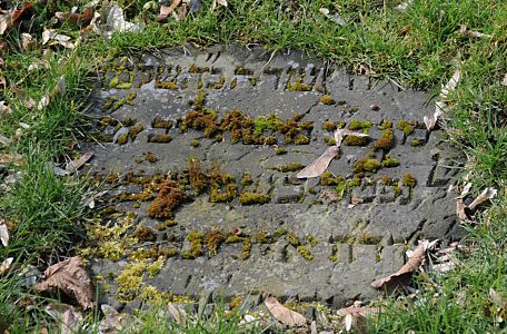 11_17442 - mit Moos bewachsene Grabplatte auf dem jdischen Friedhof in Hamburg Bahrenfeld. Die hebrische Schriftzeichen sind kaum noch zu erkennen.