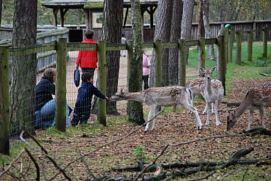 011_15909 - das Damwild hat kaum Scheu vor den Besucher und lsst sich sogar mit der Hand fttern.   