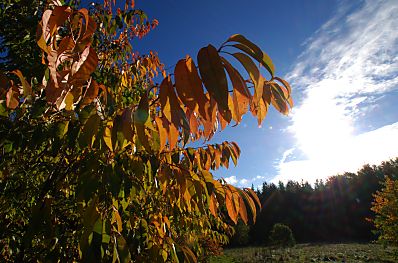 011_15942 - in der Herbstsonne strahlt das Laub der Bume in roten Herbsttnen.