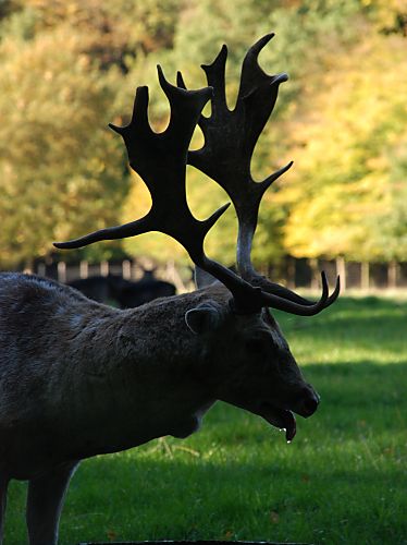 011_15948 - Silhouette eines mchtiges Geweihs von einem Damhirsch ( Dama dama ); das geschaufelte vielendige Geweih ist gut gegen den Hintergrund der Herbstbume zu erkennen.