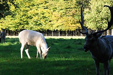 011_15949 - die weisse Hirschkuh st auf der Wiese - der Platzhirsch beobachtet seine Herde. 