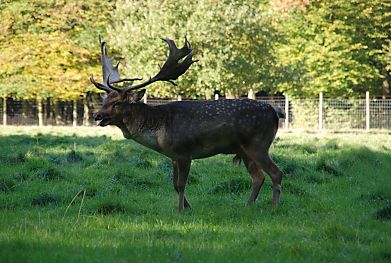 011_15950 - Seitenansicht vom Damhirsch. 