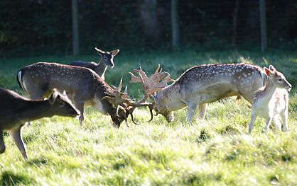 011_15955 - die Geweihe haben sich ineinander verhakt - die Hirsche versuchen sich gegenseitig zurck zu drngen; Teile des Rudel steht in der Nhe, beachten die Szene aber kaum.  