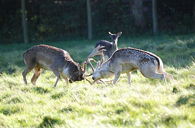 011_15956 - whrend der Brunftzeit im Oktober / November kmpfen die Hirsche um die Vorherschaft im Rudel. 