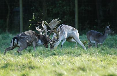 011_15957 - die jngeren Hirsche fordern den Platzhirsch heraus - die Geweihe krachen aufeinander, dass die Fetzen fliegen.   