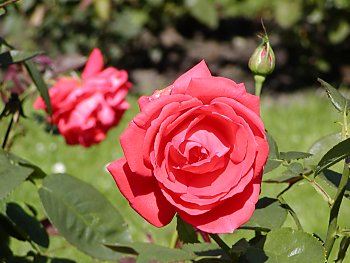 Fotos Hamburg Ohlsdorfer Friedhof Rosengarten