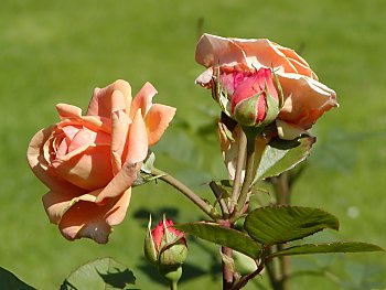 Fotos Hamburg Ohlsdorfer Friedhof Rosengarten