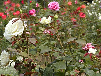 Fotos Hamburg Planten un Blomen  Rosengarten