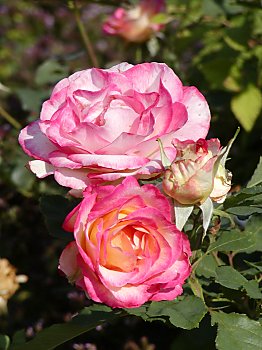 Bilder Hamburg Planten un Blomen  Rosengarten