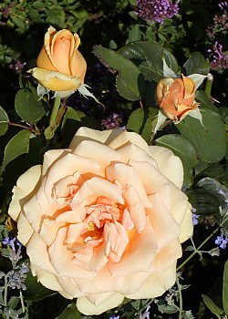 Bilder Hamburg Planten un Blomen  Rosengarten