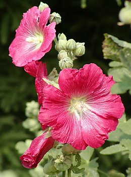 Bilder Hamburg Planten un Blomen