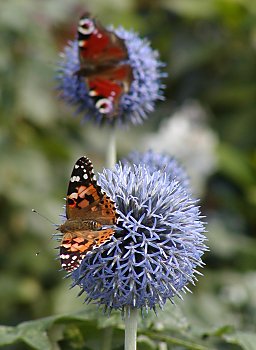 Bilder Hamburg Planten un Blomen