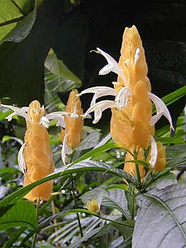 Fotos von Hamburg Planten un Blomen Alter Botanischer Garten