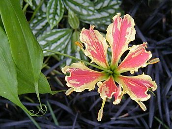 Bilder von Hamburg Planten un Blomen Alter Botanischer Garten