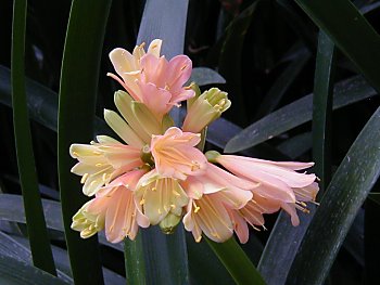 Bilder von Hamburg Planten un Blomen Alter Botanischer Garten