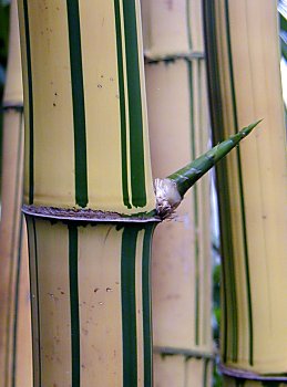 Fotos von Hamburg Planten un Blomen Alter Botanischer Garten