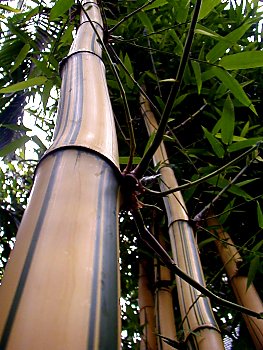 Fotos von Hamburg Planten un Blomen Alter Botanischer Garten