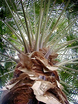 Bilder von Hamburg Planten un Blomen Alter Botanischer Garten