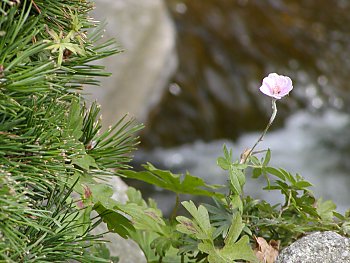 Fotos Hamburg Planten un Blomen  Japanischer Garten