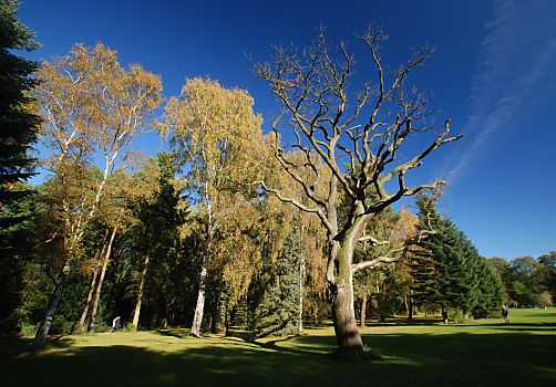 011_15803 - eine kahle Eiche ragt in den blauen Herbsthimmel; das Laub der Birken ist herbstlich gelb gefrbt. 