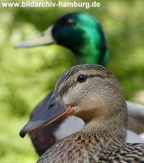 Bilder Hamburg Stadtpark Ententeich