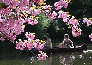 011_14048 - Kirschblte im Stadtpark auf der Liebesinsel; im Hintergrund ein Kanu. 