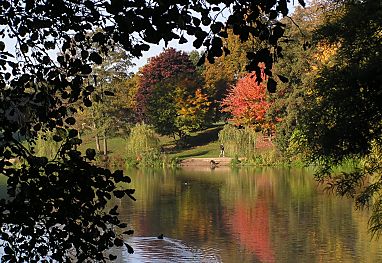 011_15409 die Stadtparkbume sind herbstlich gefrbt.