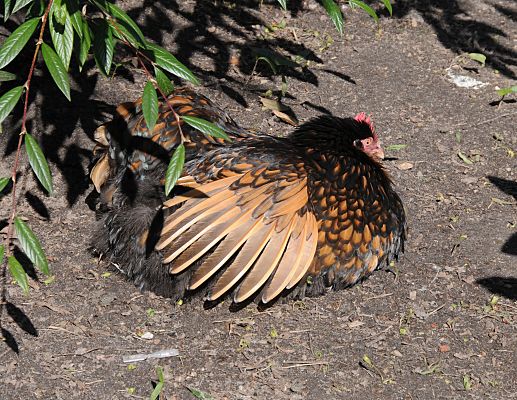 11_17433 Hamburgs Fotografie - Hinterhofidylle am Bahrenfelder Marktplatz - ein Huhn hat sich in den warmen Sand gesetzt und spreizt die Flgel in der Sonne.